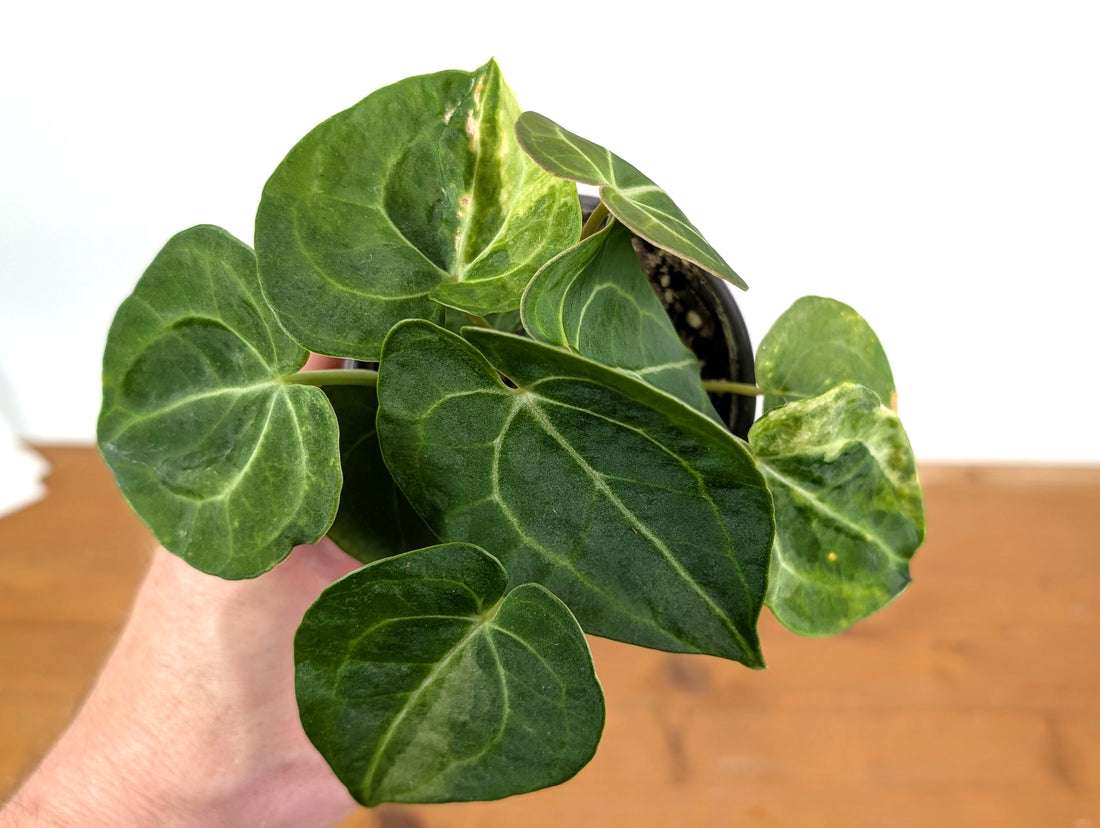 Anthurium Clarinervium Variegated Exact Plant 