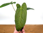 Anthurium Amazon Rabbit (Forgetii x Pinkleyi)
