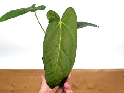 Anthurium Amazon Rabbit (Forgetii x Pinkleyi)