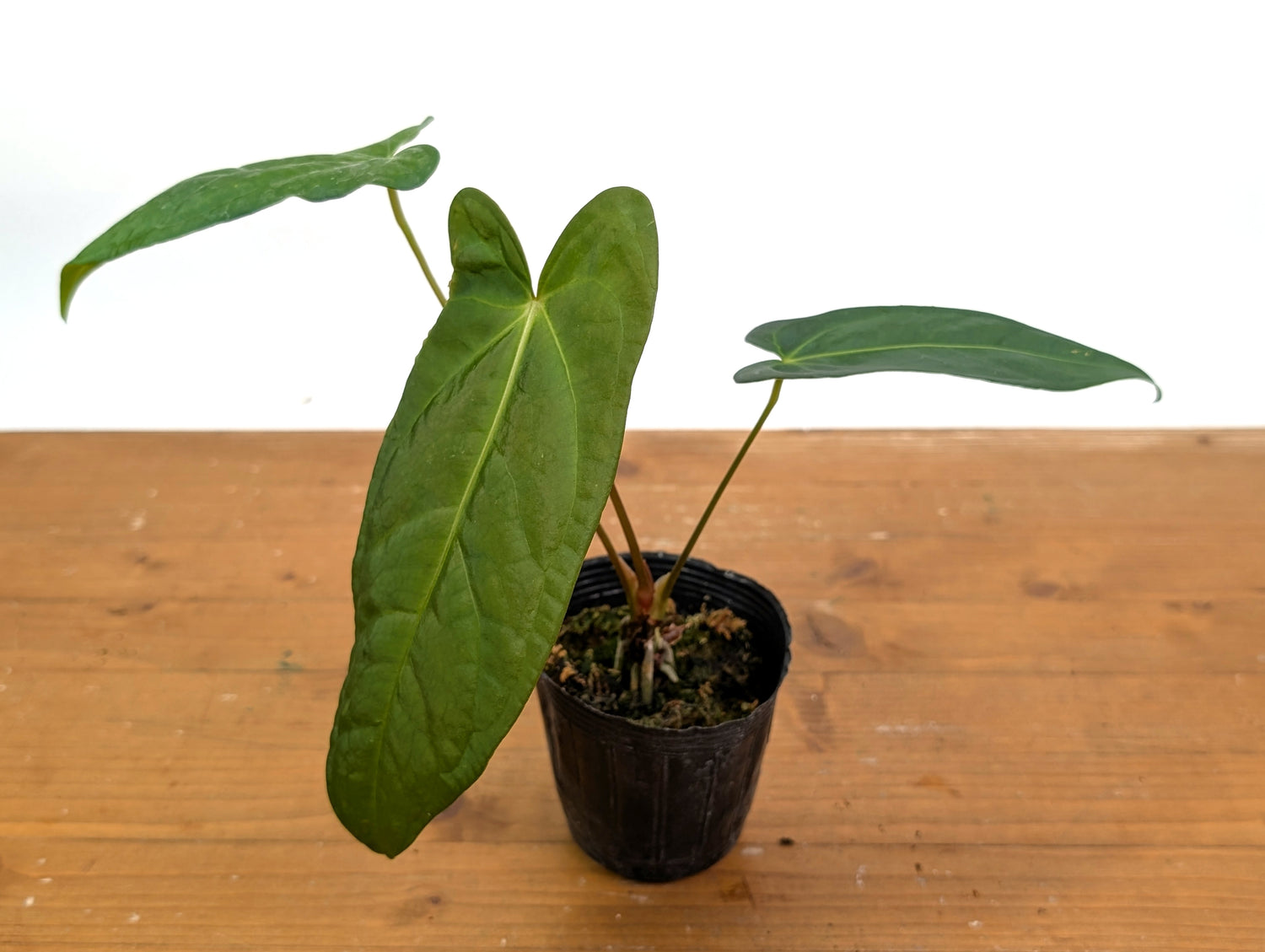 Anthurium Amazon Rabbit (Forgetii x Pinkleyi)