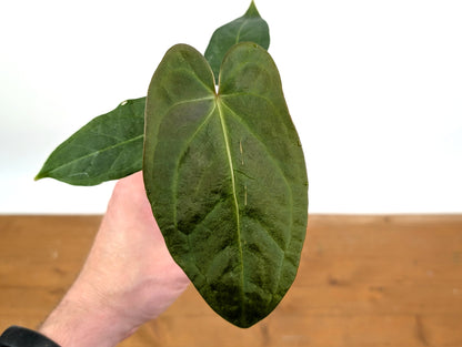 Anthurium Amazon Rabbit (Forgetii x Pinkleyi)