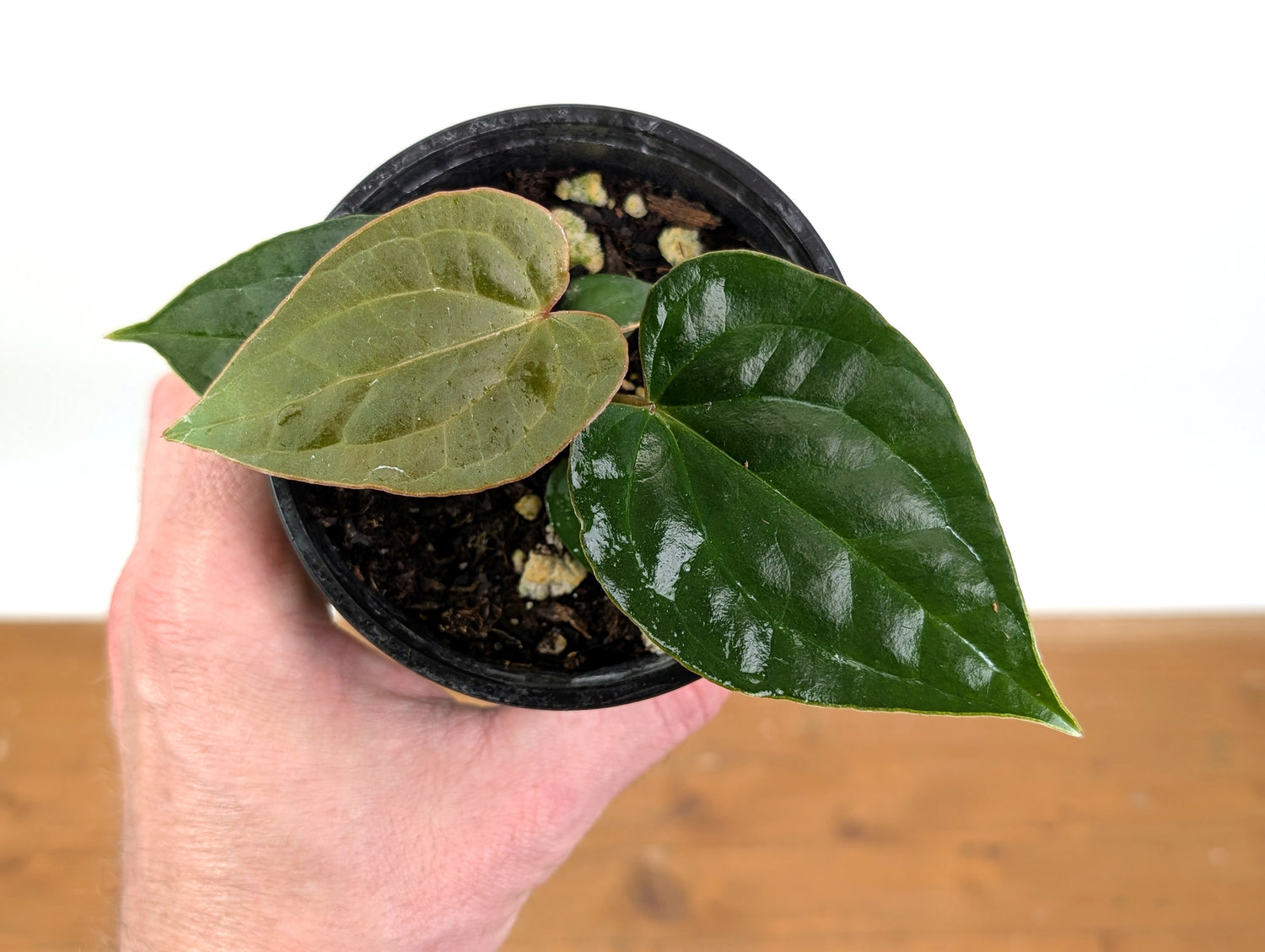 Anthurium Crystallinum x Luxurians (Raven Soul)