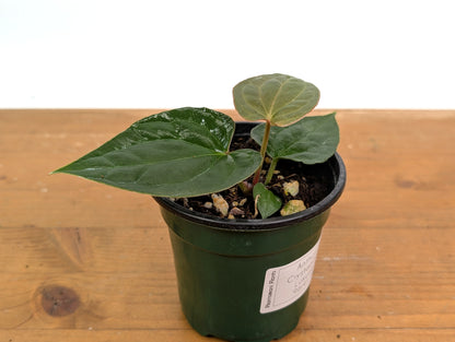 Anthurium Crystallinum x Luxurians (Raven Soul)