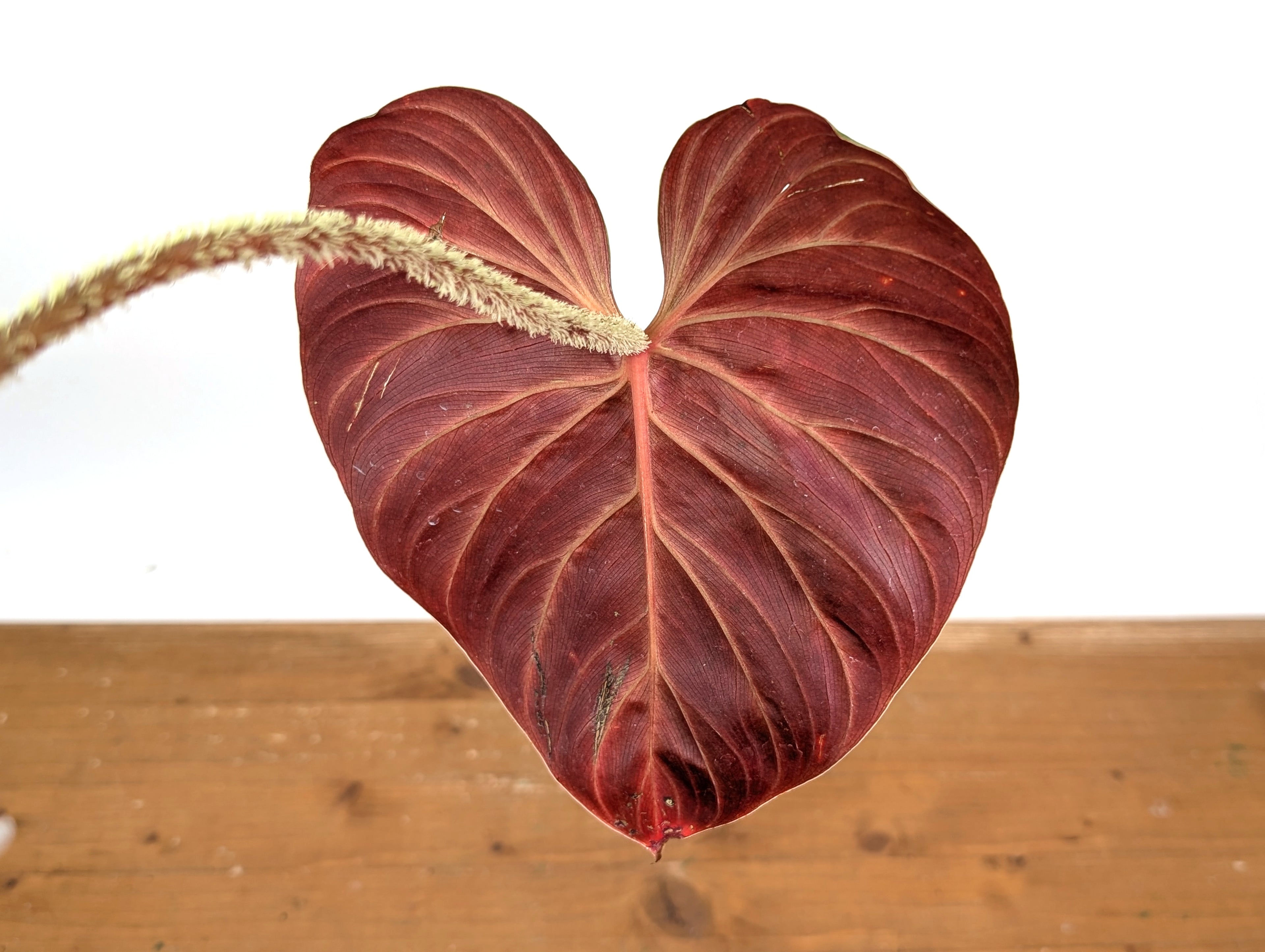 Philodendron Verrucosum &