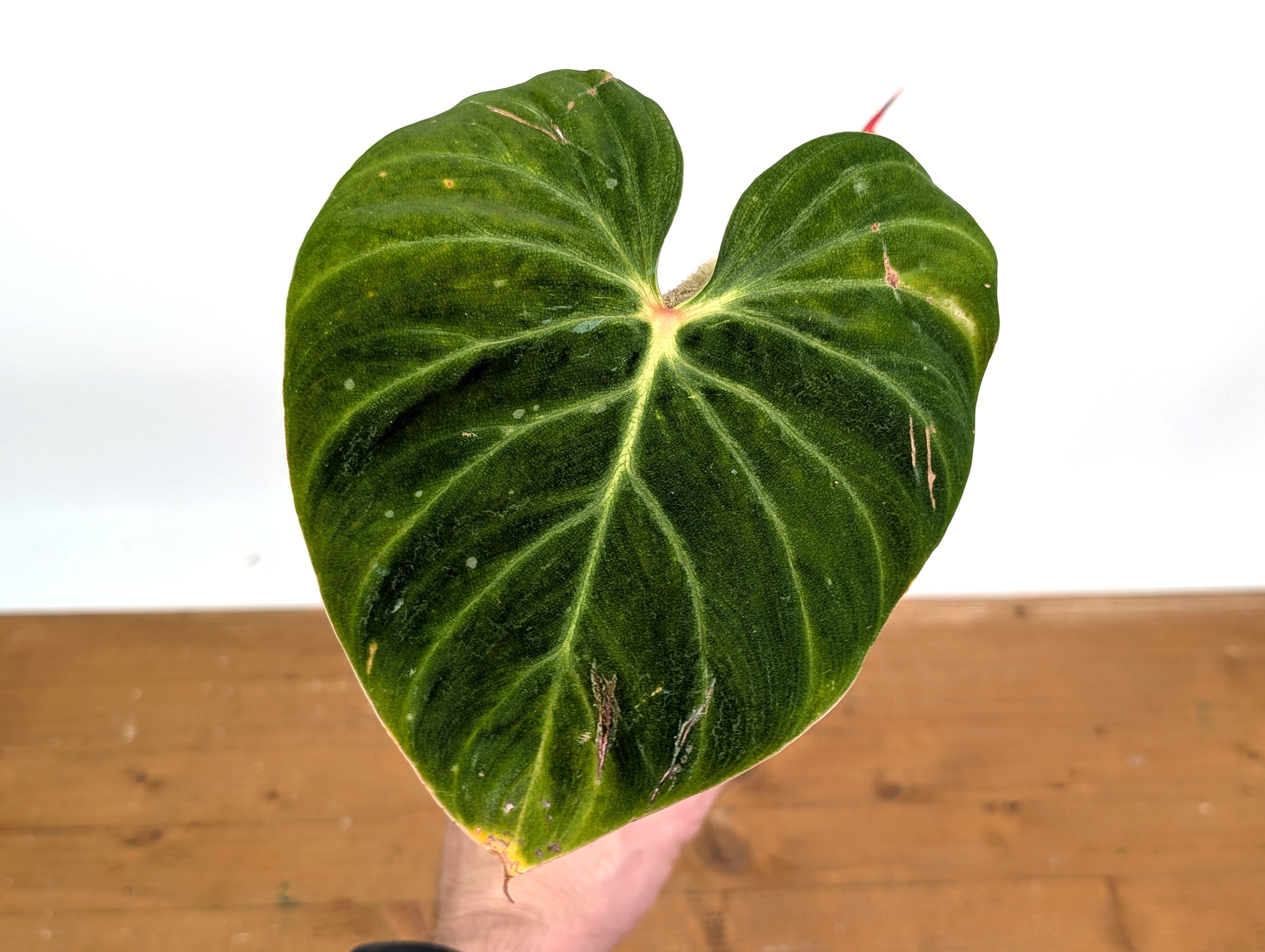 Philodendron Verrucosum &