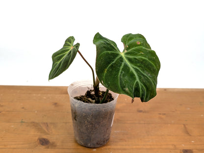 Philodendron Verrucosum &