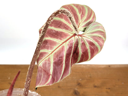 Philodendron Verrucosum &