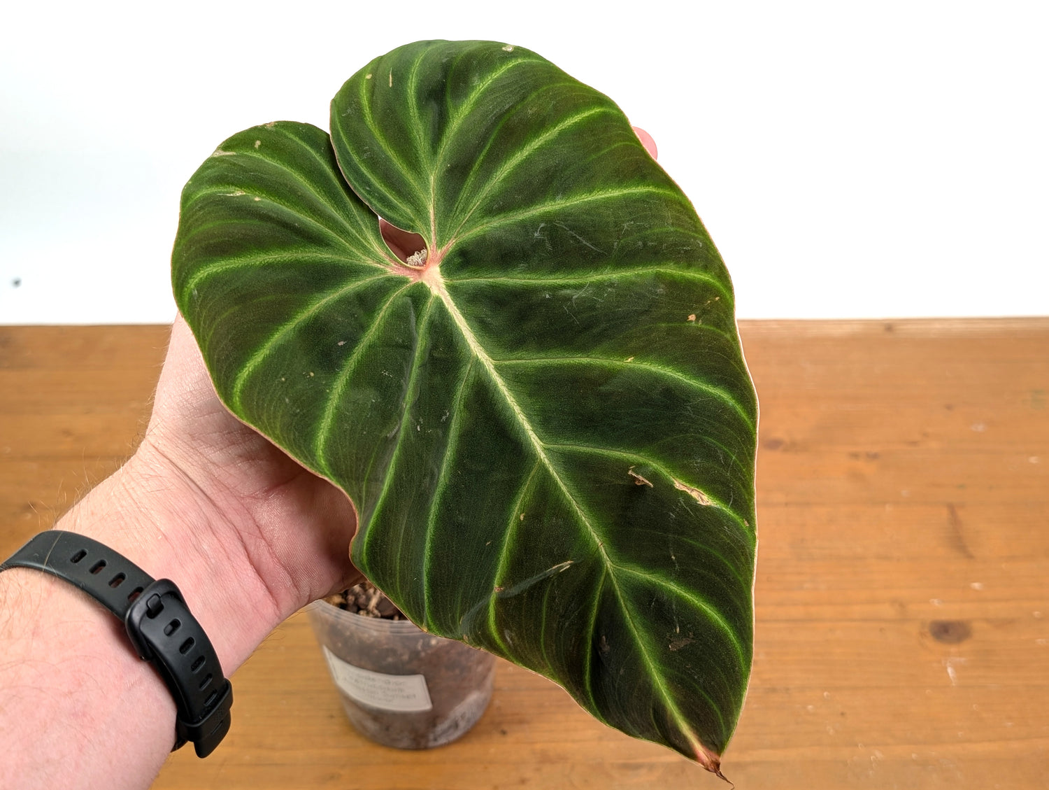 Philodendron Verrucosum &