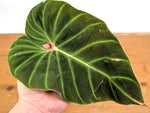 Philodendron Verrucosum 'Amazon Sunset Iricolor'