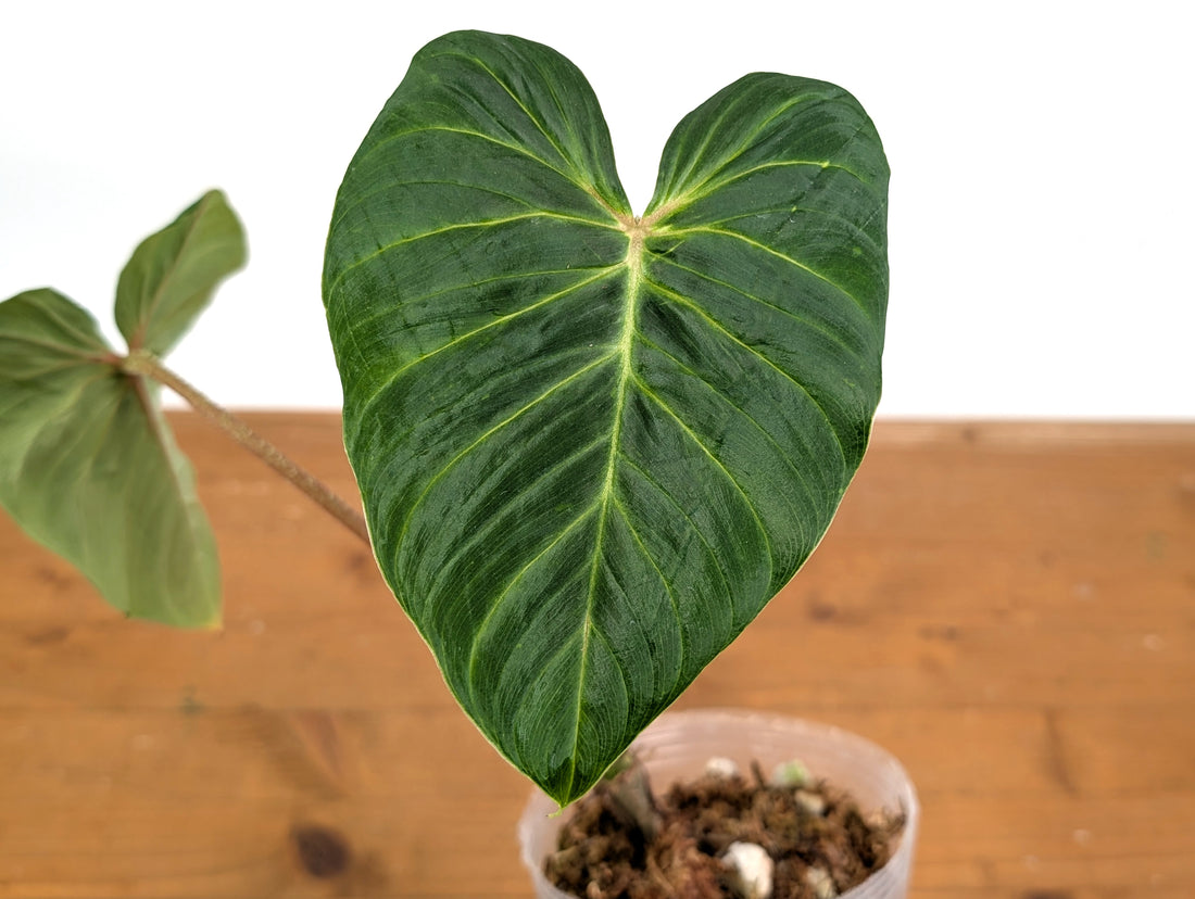 Philodendron Verrucosum Green Zafire (Green Sapphire)