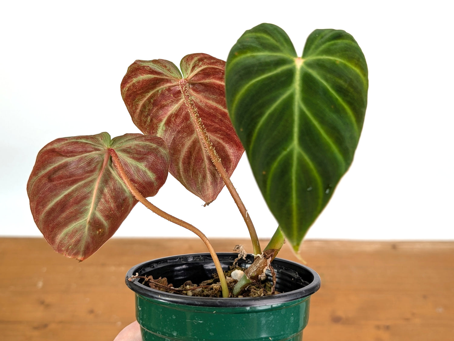 Philodendron Verrucosum &