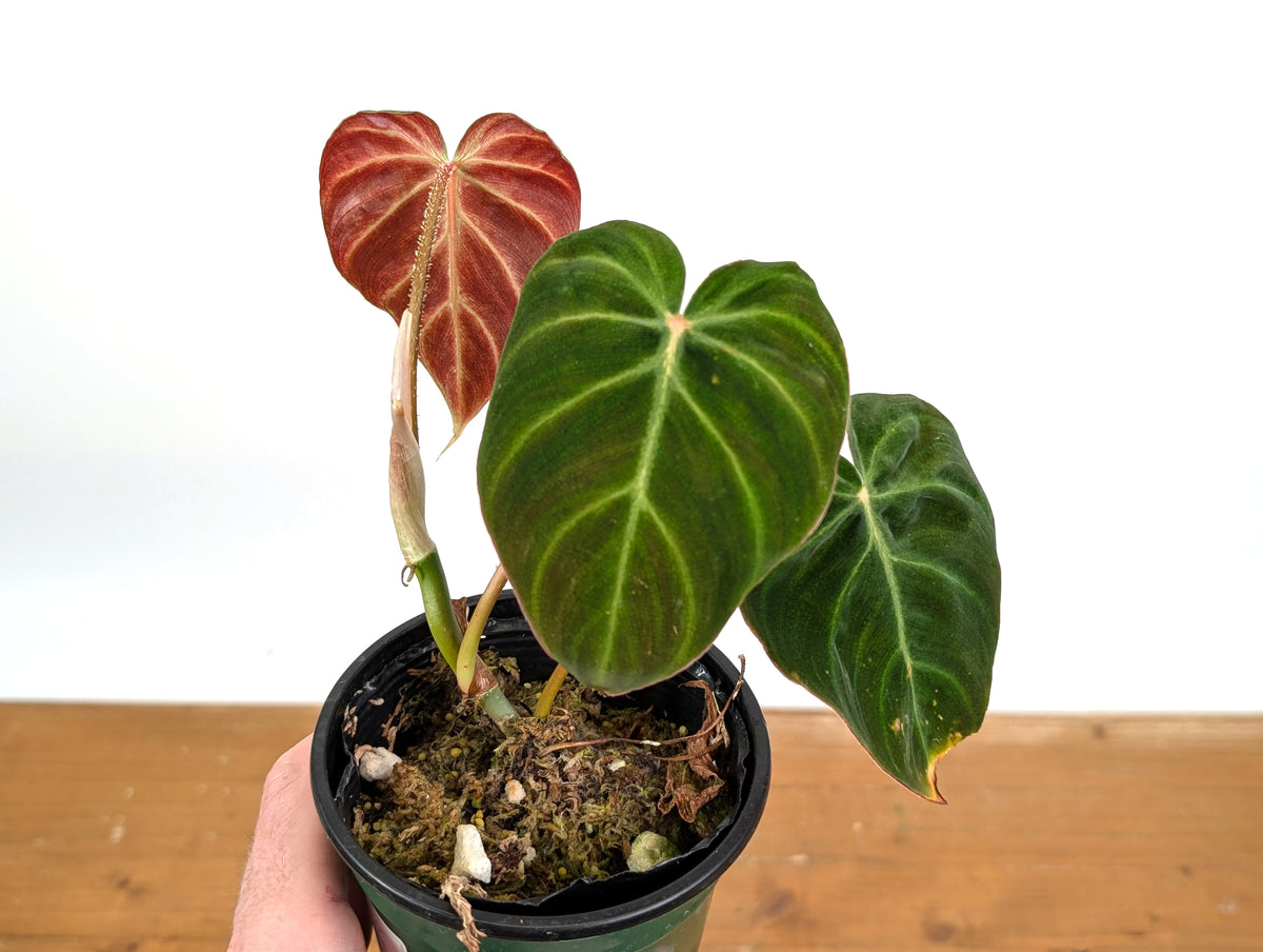 Philodendron Verrucosum 'Amazon Sunset'