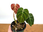Philodendron Verrucosum 'Amazon Sunset'