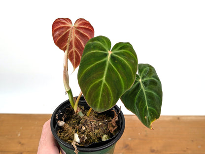 Philodendron Verrucosum &