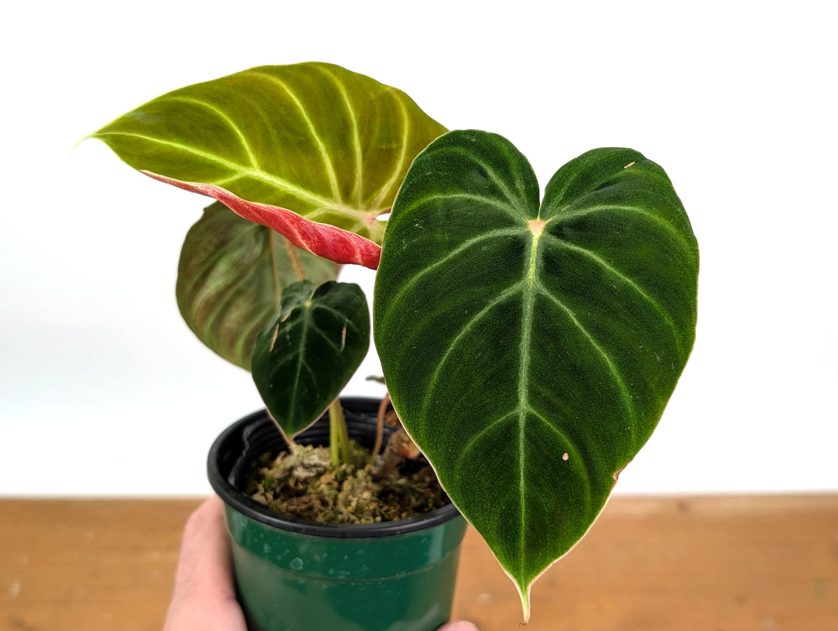 Philodendron Verrucosum 'Amazon Sunset'