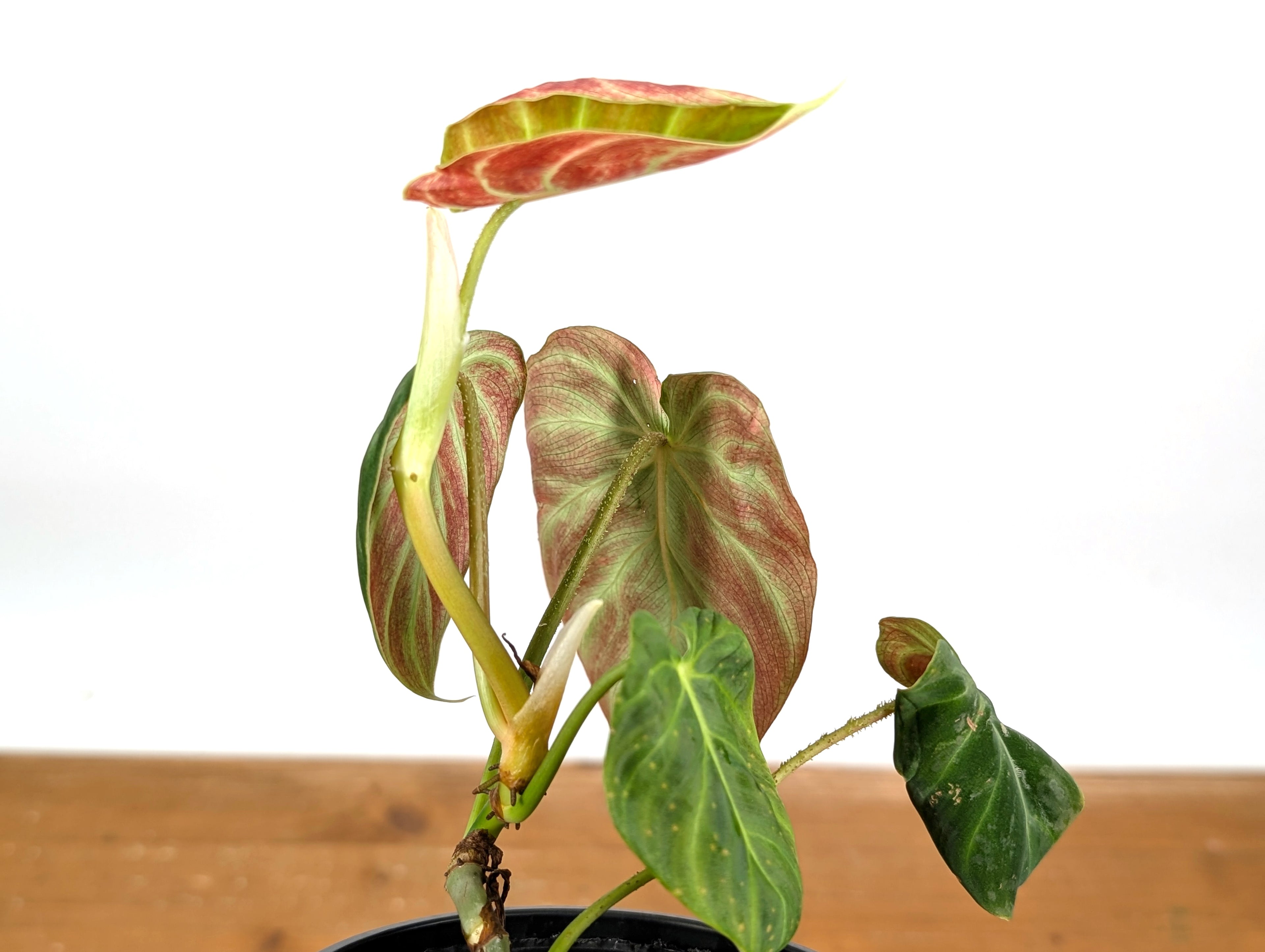 Philodendron Verrucosum &