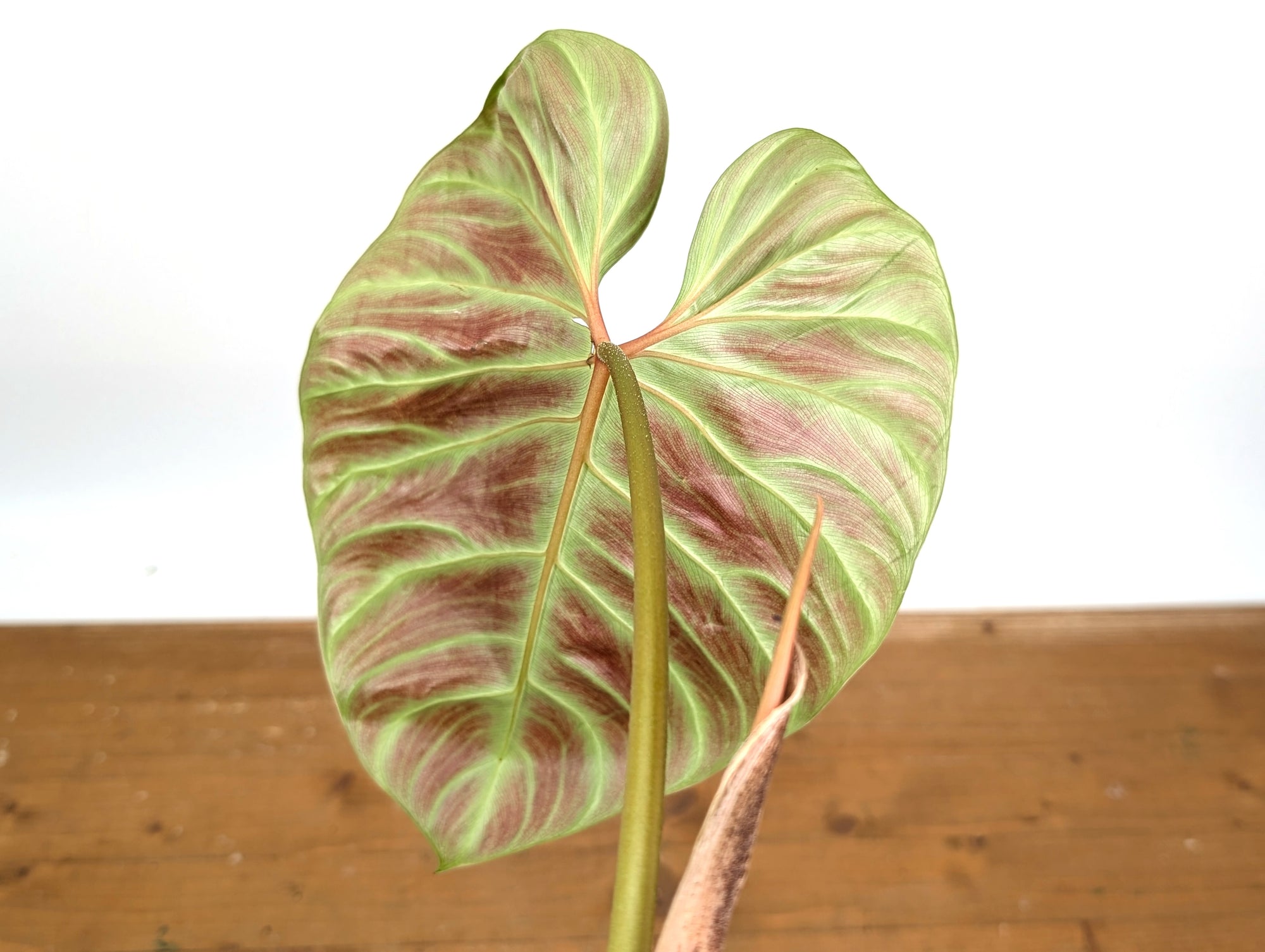 philodendron verrucosum yellow leaves Philodendron Verrucosum 'Amazon Sunset Iricolor' – Plantamani Plants