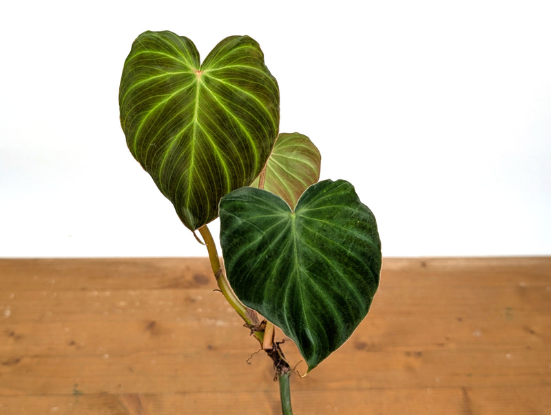 Philodendron Fibrosum x Verrucosum 'Monkey Tail'