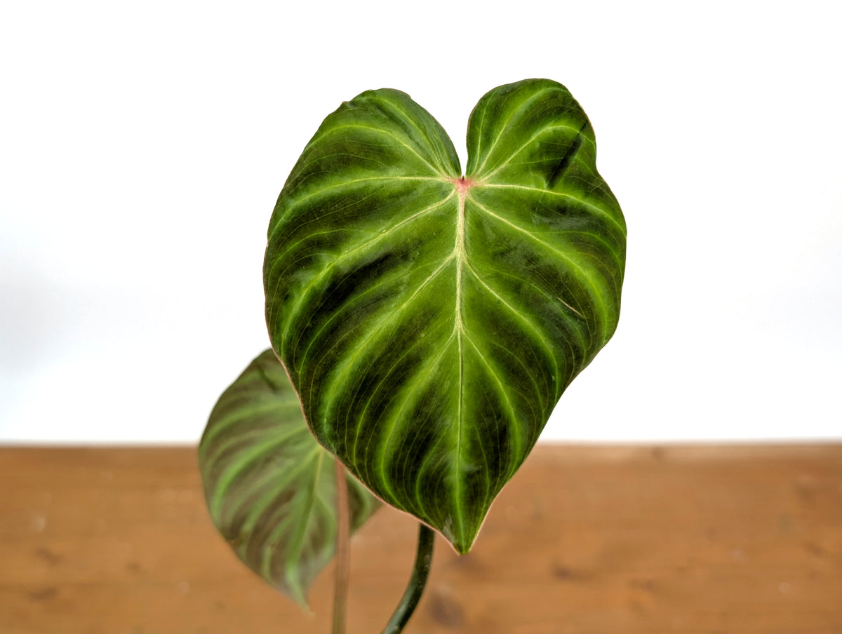 Philodendron Fibrosum x Verrucosum 'Monkey Tail'