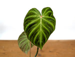 Philodendron Fibrosum x Verrucosum 'Monkey Tail'