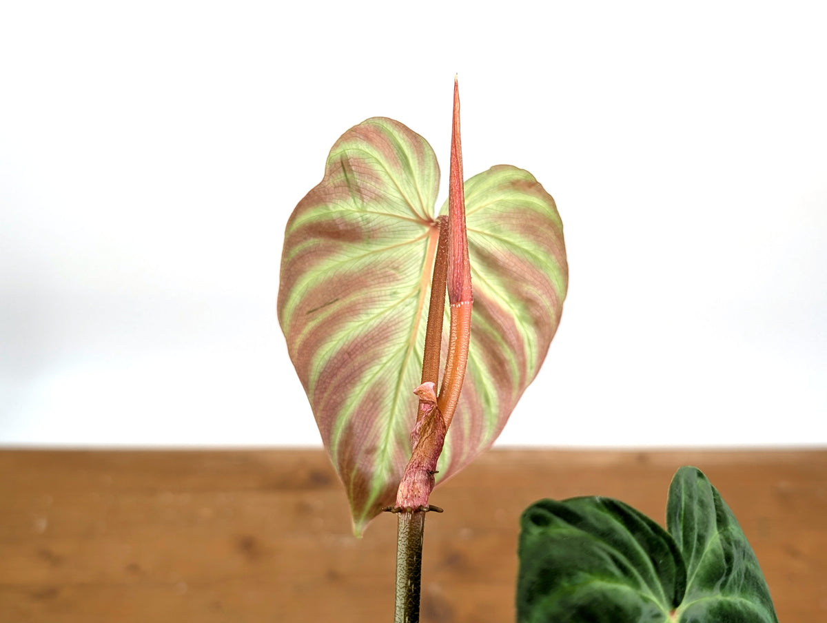 Philodendron Fibrosum x Verrucosum 'Monkey Tail'