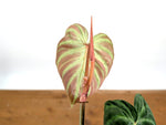 Philodendron Fibrosum x Verrucosum 'Monkey Tail'