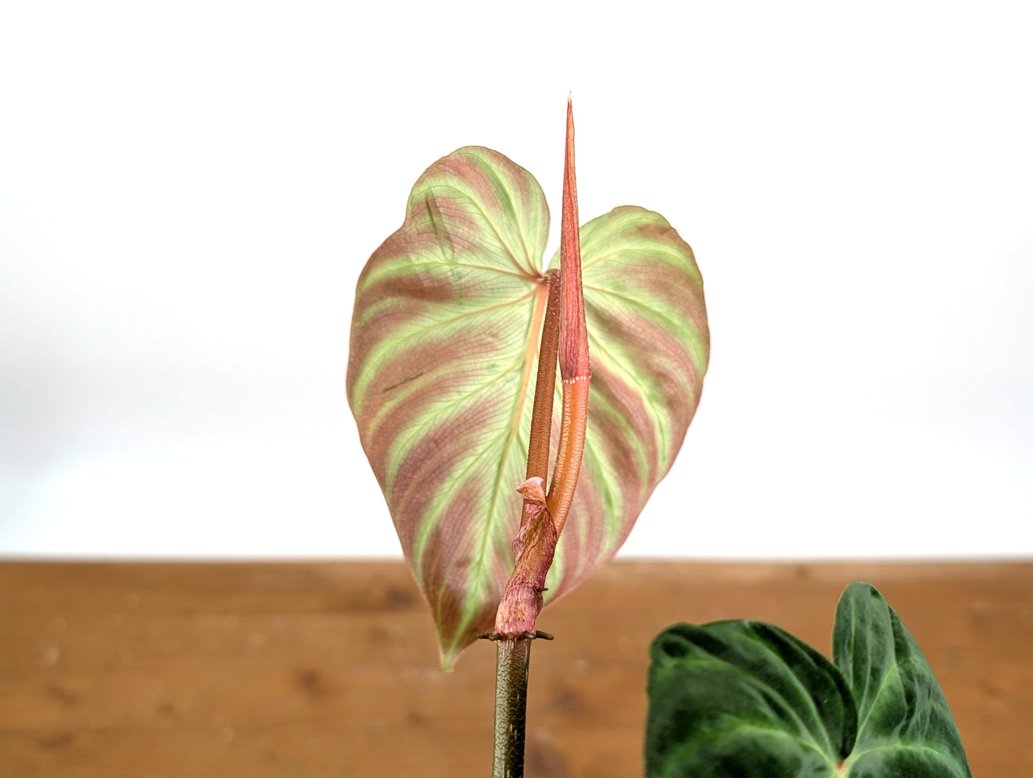 Philodendron Fibrosum x Verrucosum &