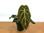 Anthurium Besseae