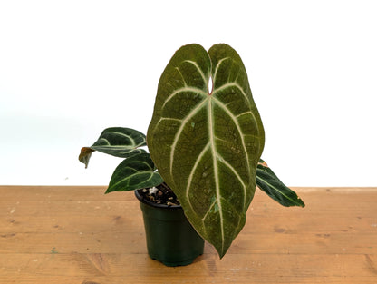 Anthurium Besseae