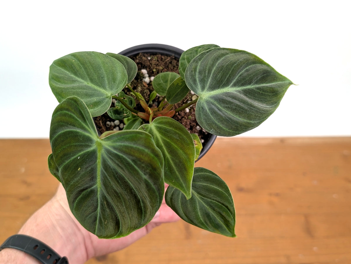 Philodendron Rubrijuvenile 'El Choco Red'