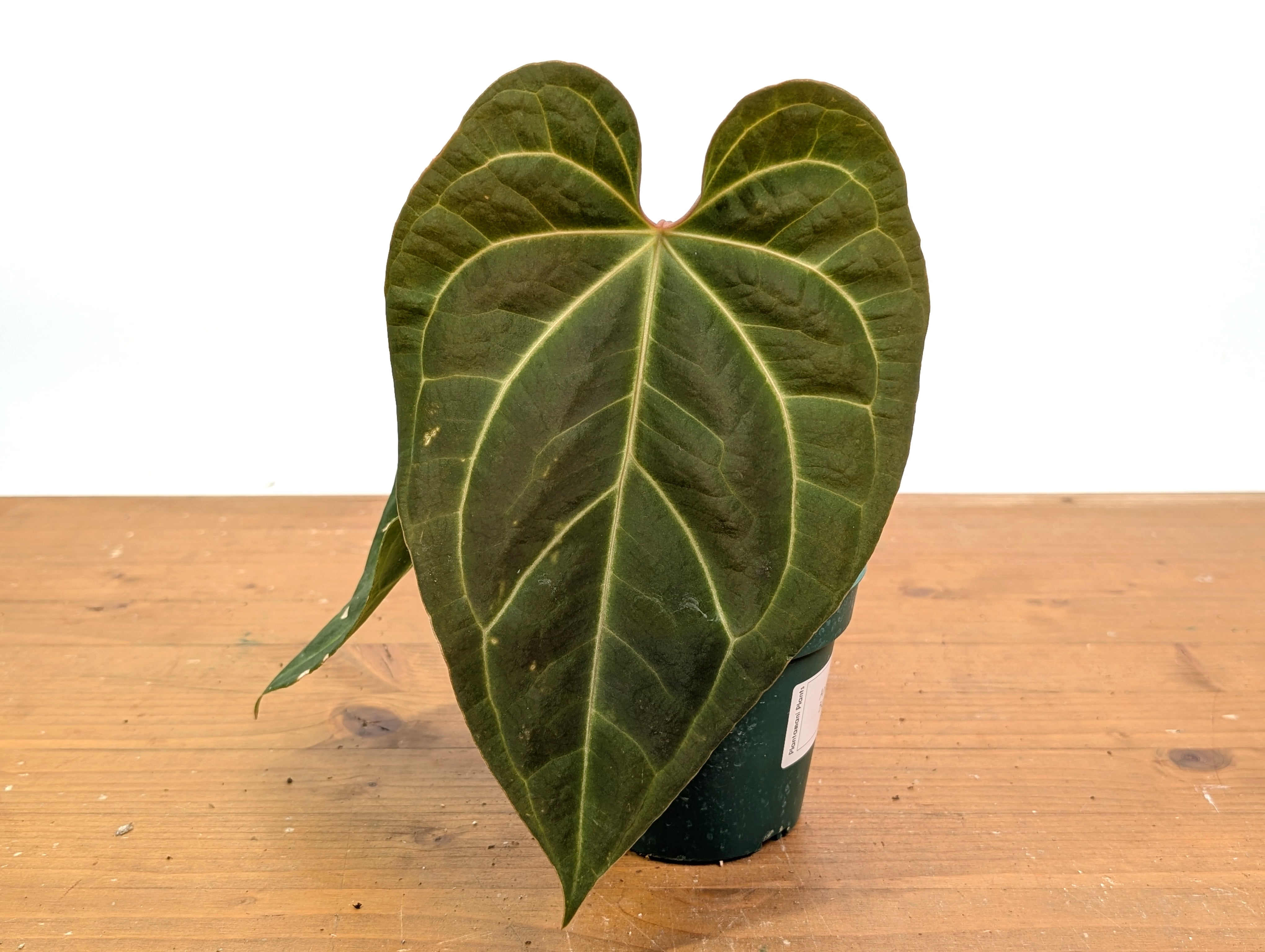 Anthurium besseae | 4 inch pots – Plantamani Plants