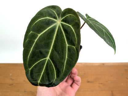 Anthurium Crystal Sky