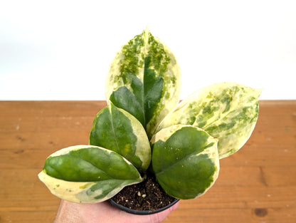 Hoya Incrassata Albo