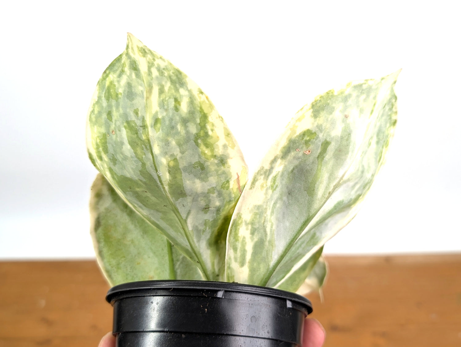 Hoya Incrassata Albo