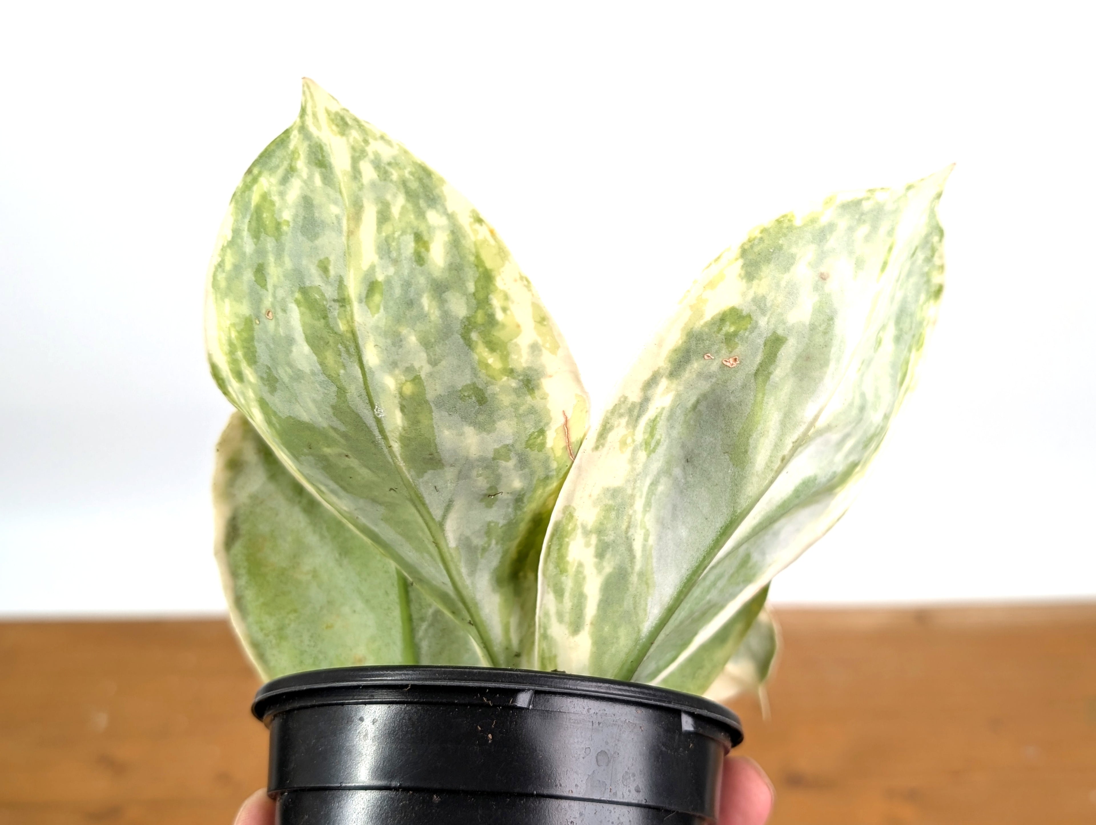 Hoya Incrassata Albo