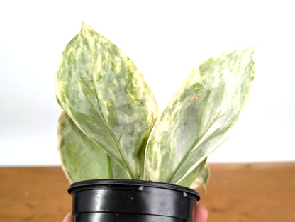 Hoya Incrassata Albo