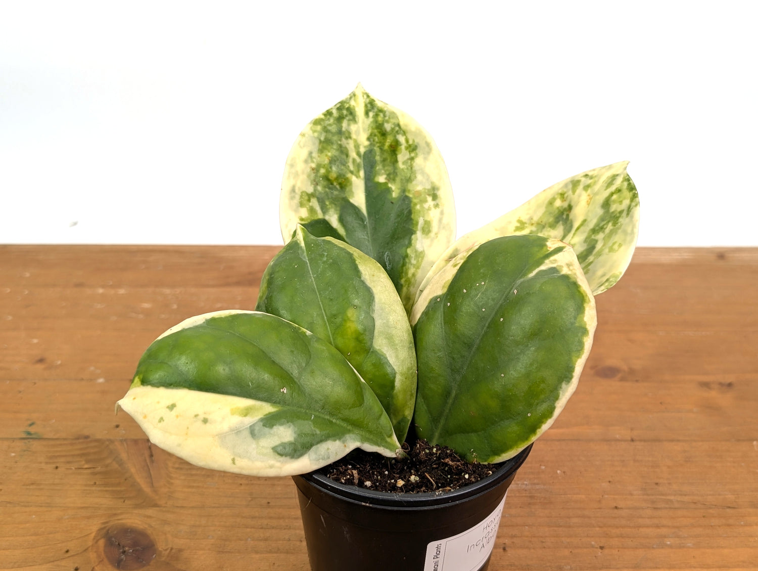 Hoya Incrassata Albo