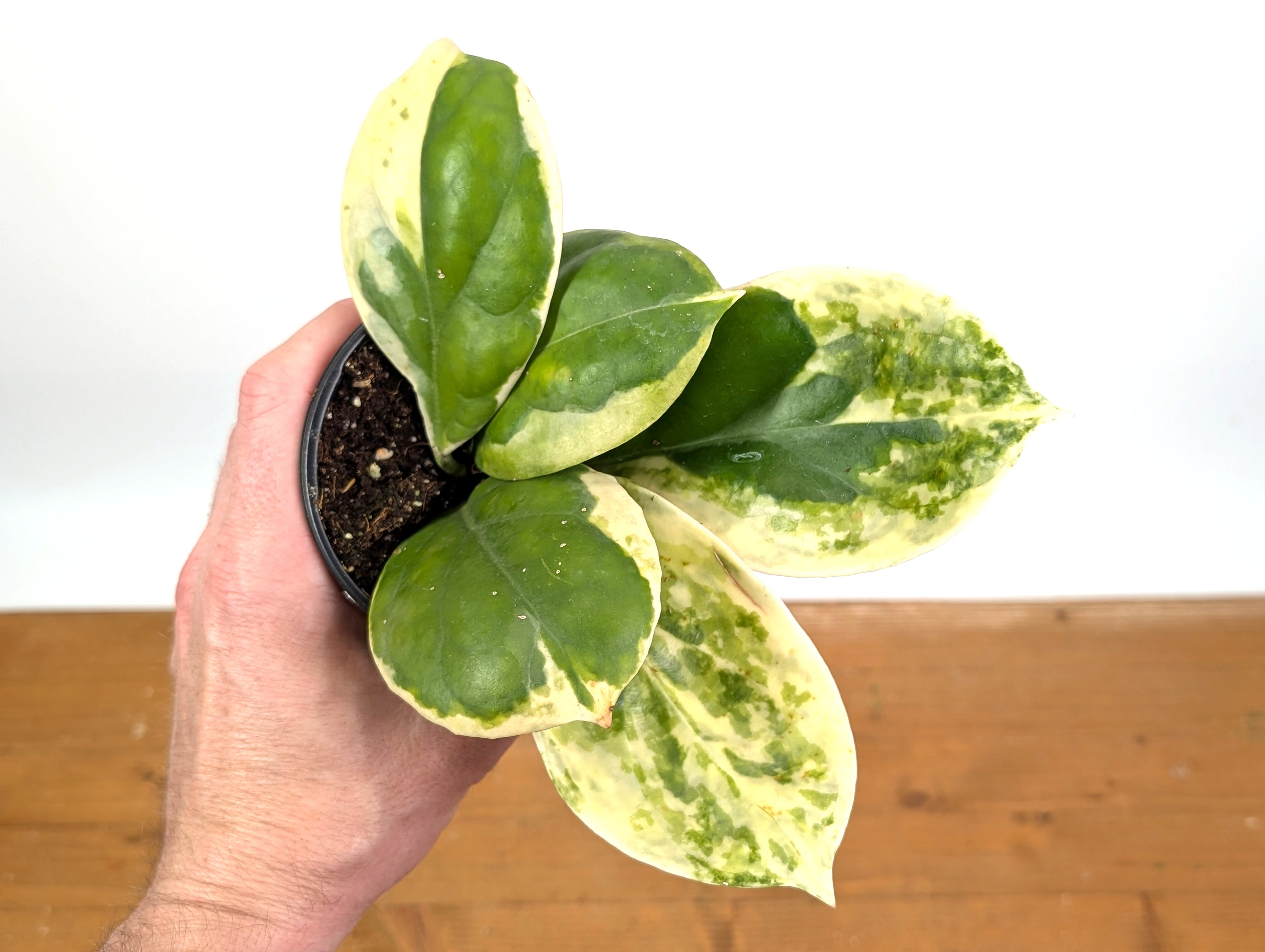 Hoya Incrassata Albo