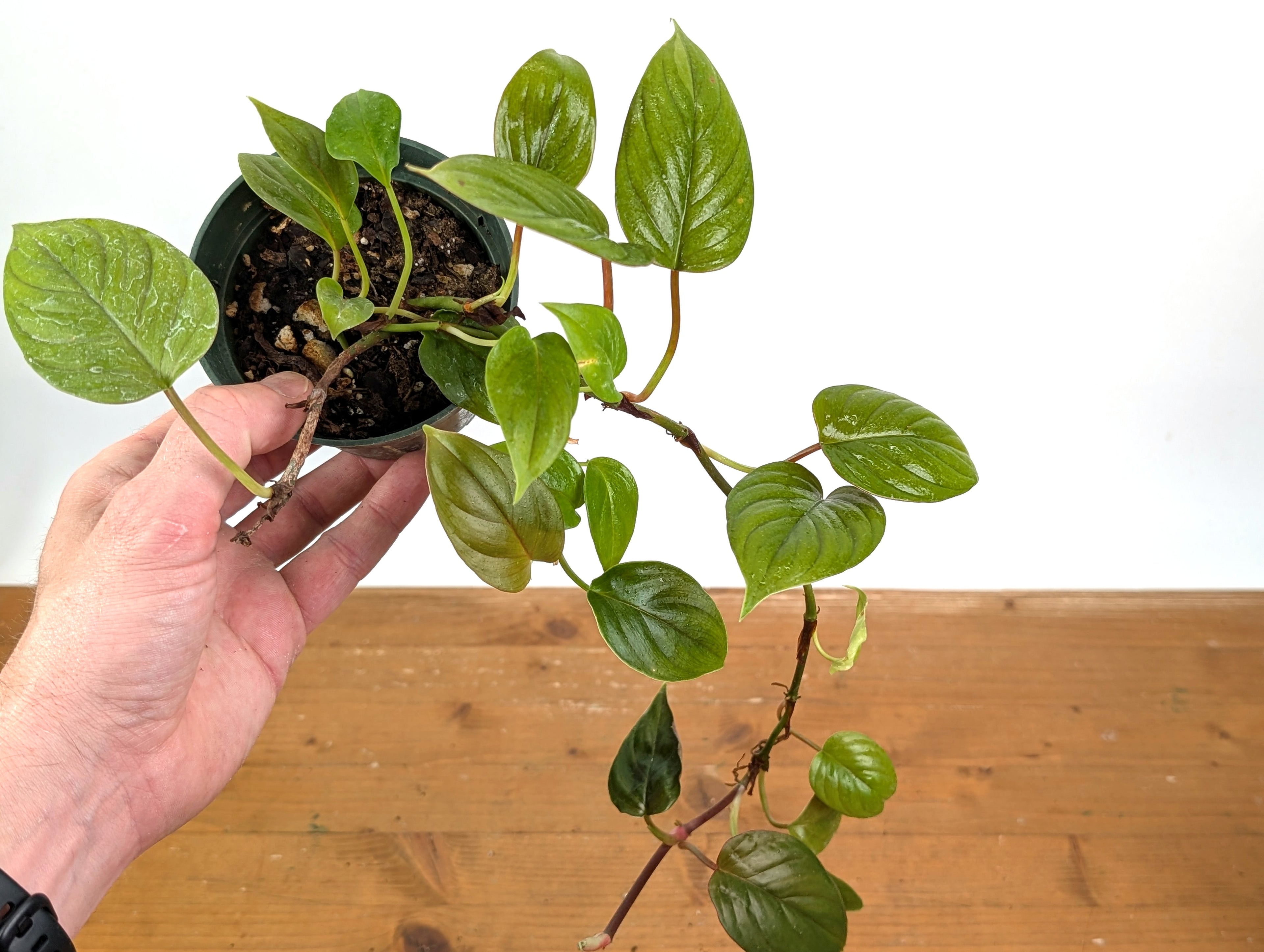 Philodendron Ernestii Red