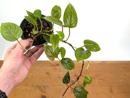 Philodendron Ernestii Red
