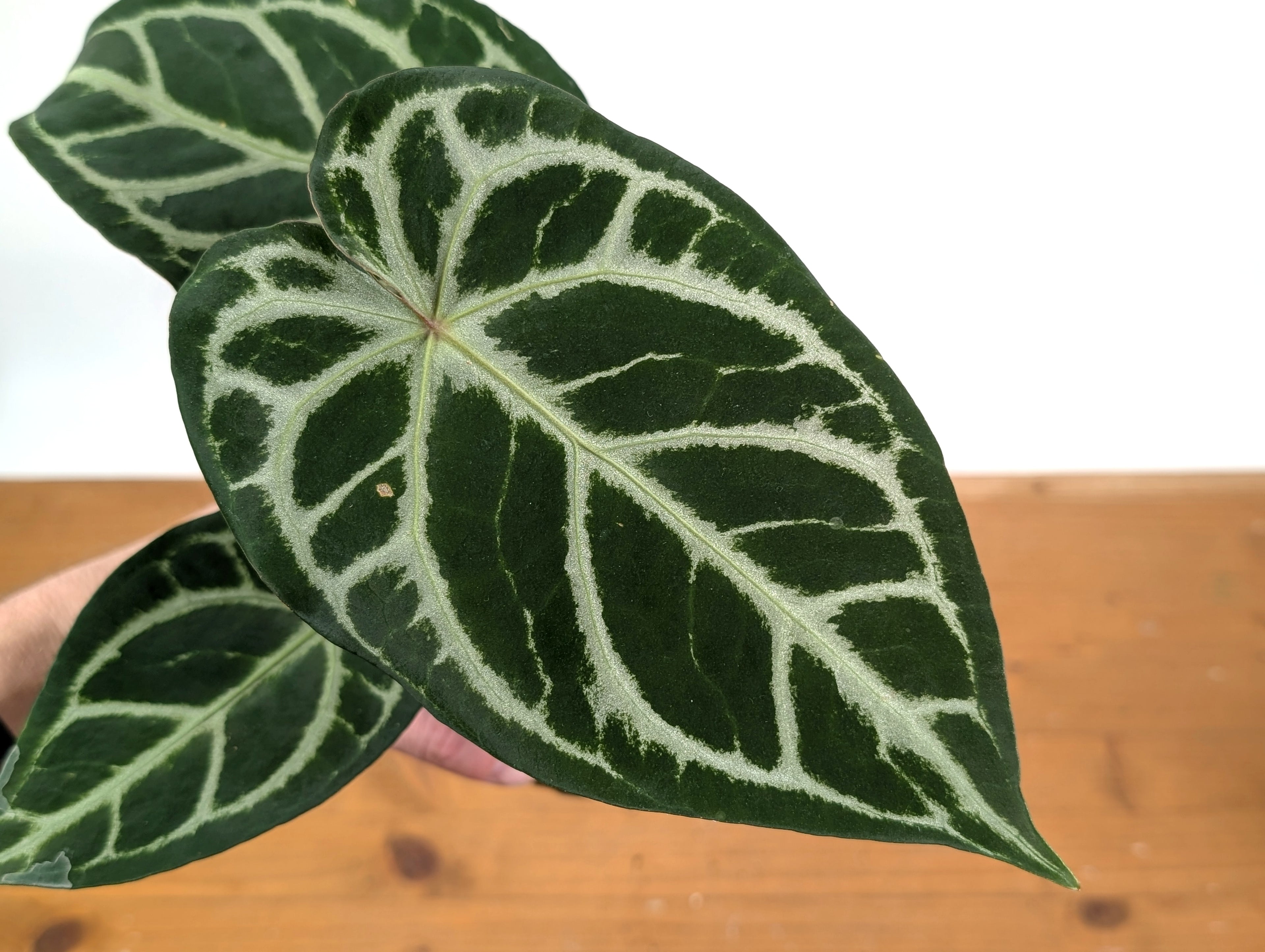 Anthurium Forgetii x Silver Blush