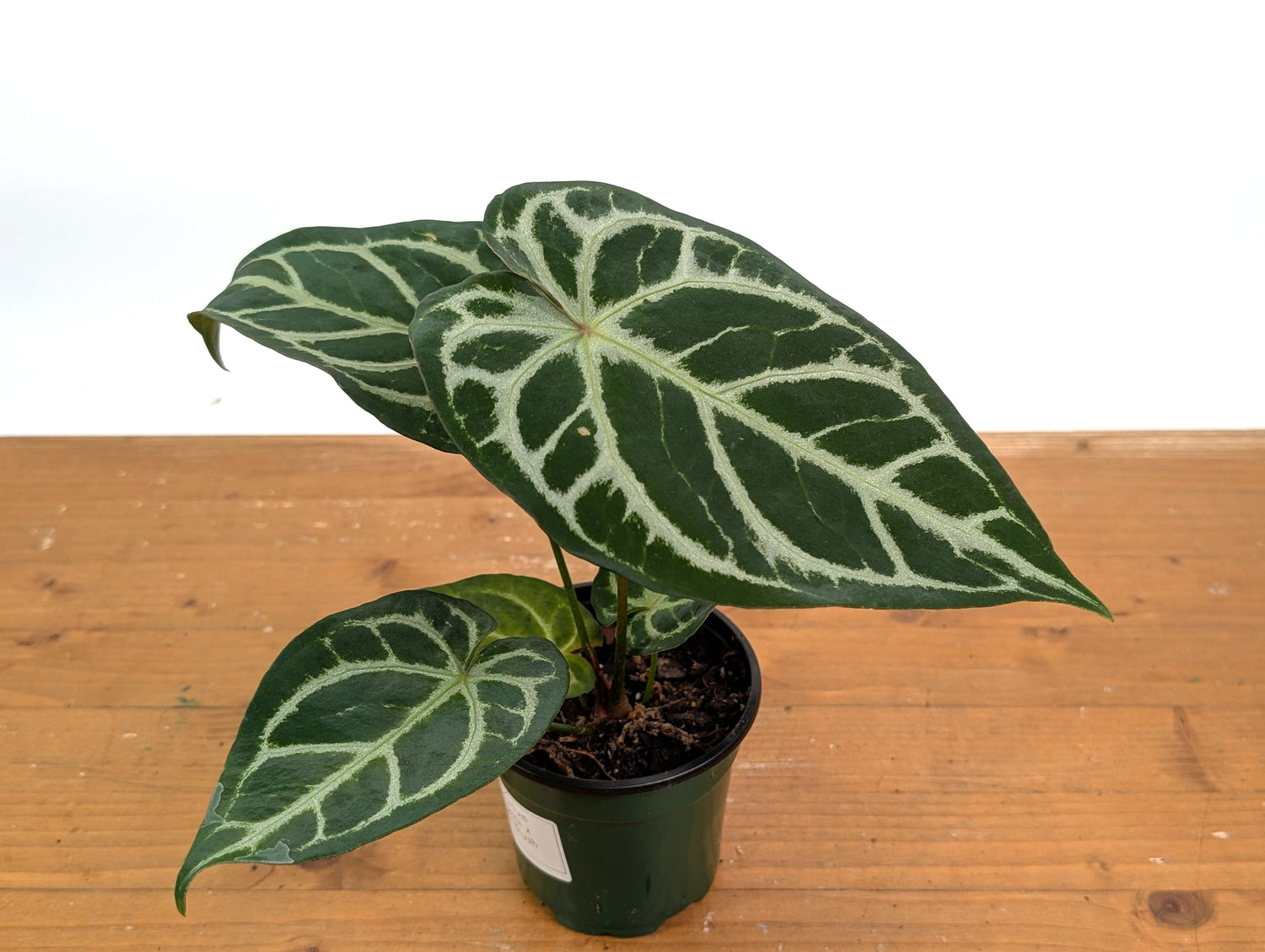 Anthurium Forgetii x Silver Blush
