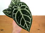 Anthurium Forgetii x Silver Blush