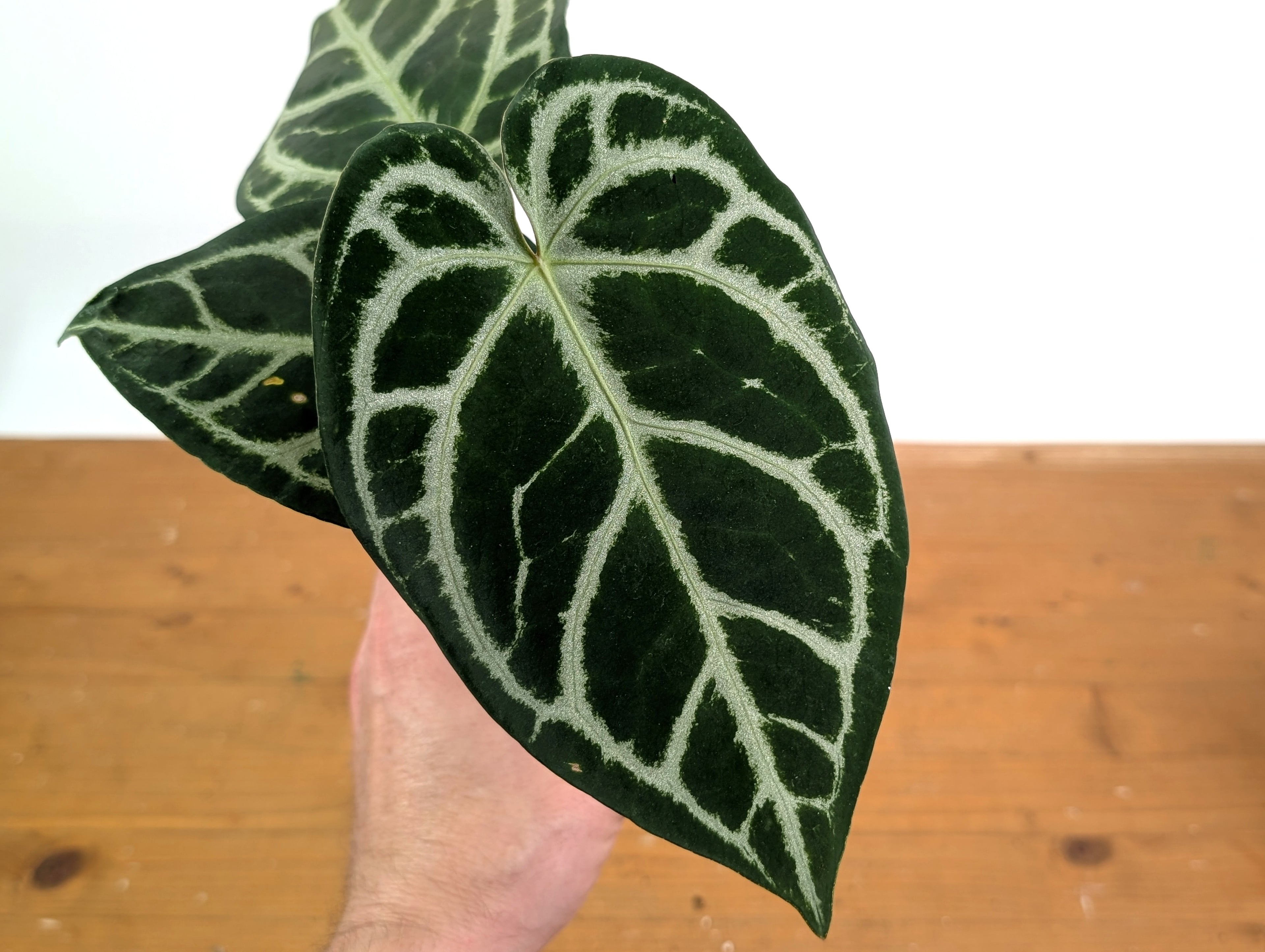 Anthurium Forgetii x Silver Blush