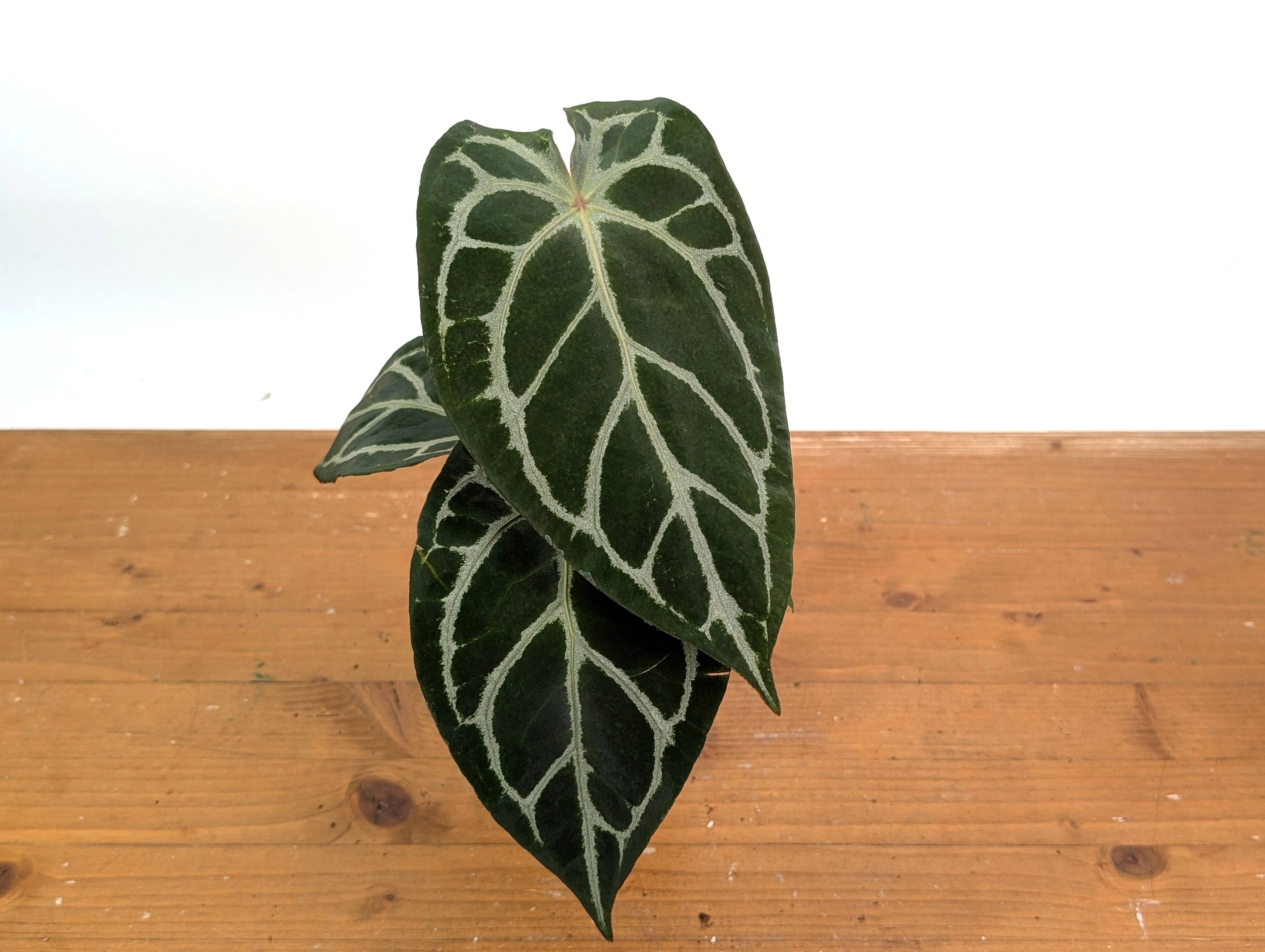 Anthurium Silver Blush x Capibara