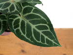 Anthurium Silver Blush x Capibara