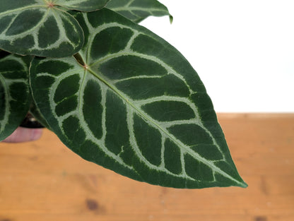 Anthurium Silver Blush x Capibara