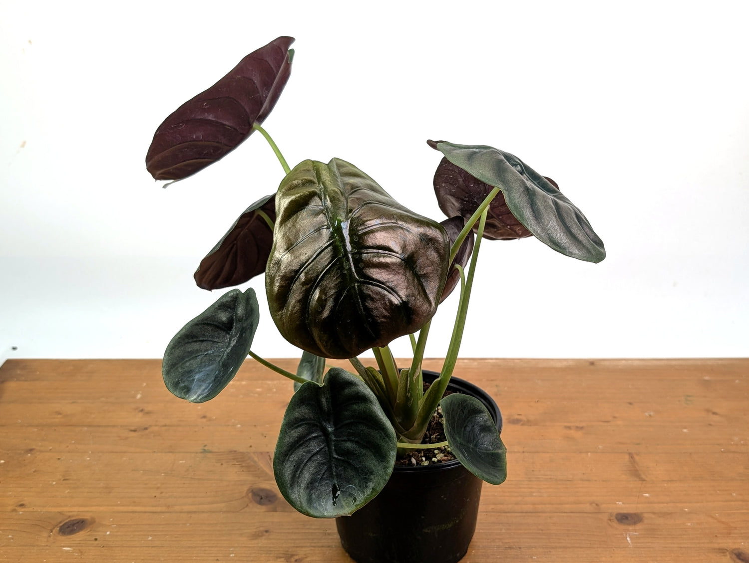 Alocasia cuprea Red Secret