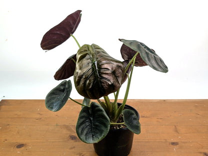 Alocasia cuprea Red Secret