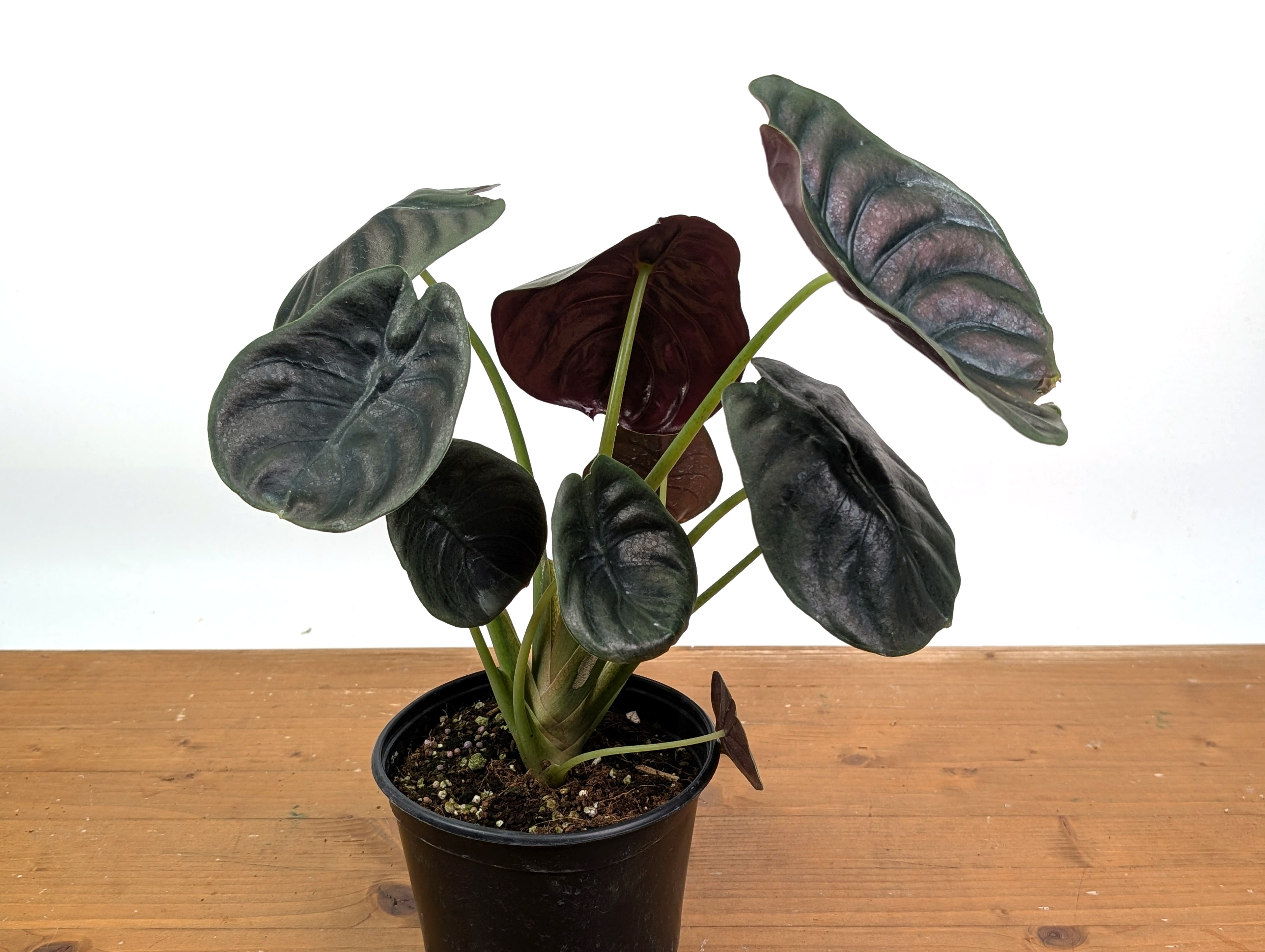 Alocasia cuprea Red Secret